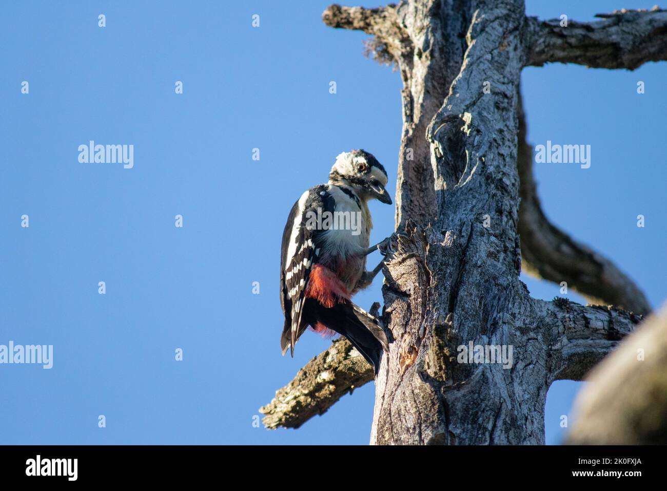 Woodpecker nel parco nazionale di Nuuksio, Finlandia Foto Stock