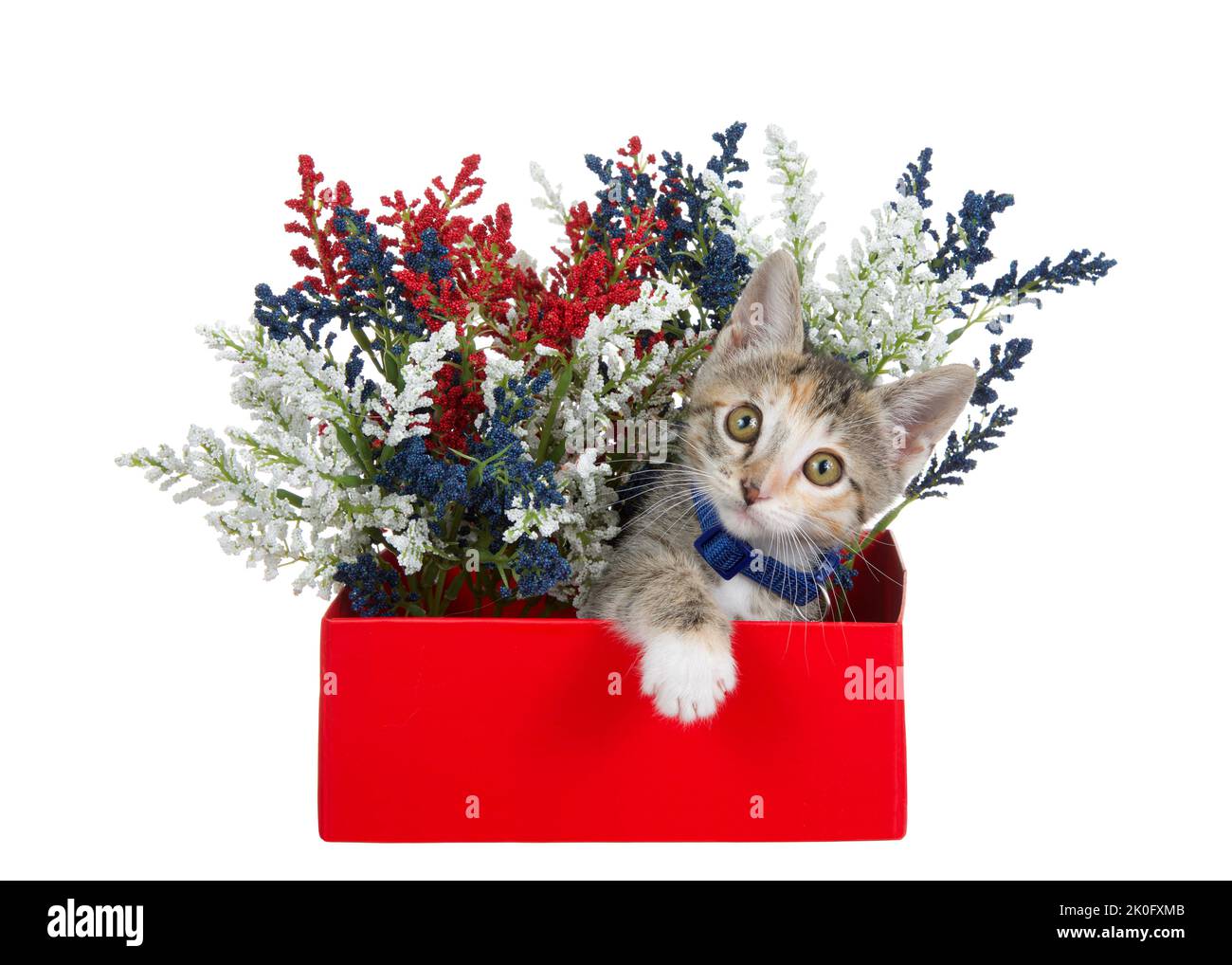 Adorabile tabby calico mix gattino indossando un colletto blu con campana guardando direttamente lo spettatore, peeking e raggiungendo da una scatola rossa piena di rosso, wh Foto Stock