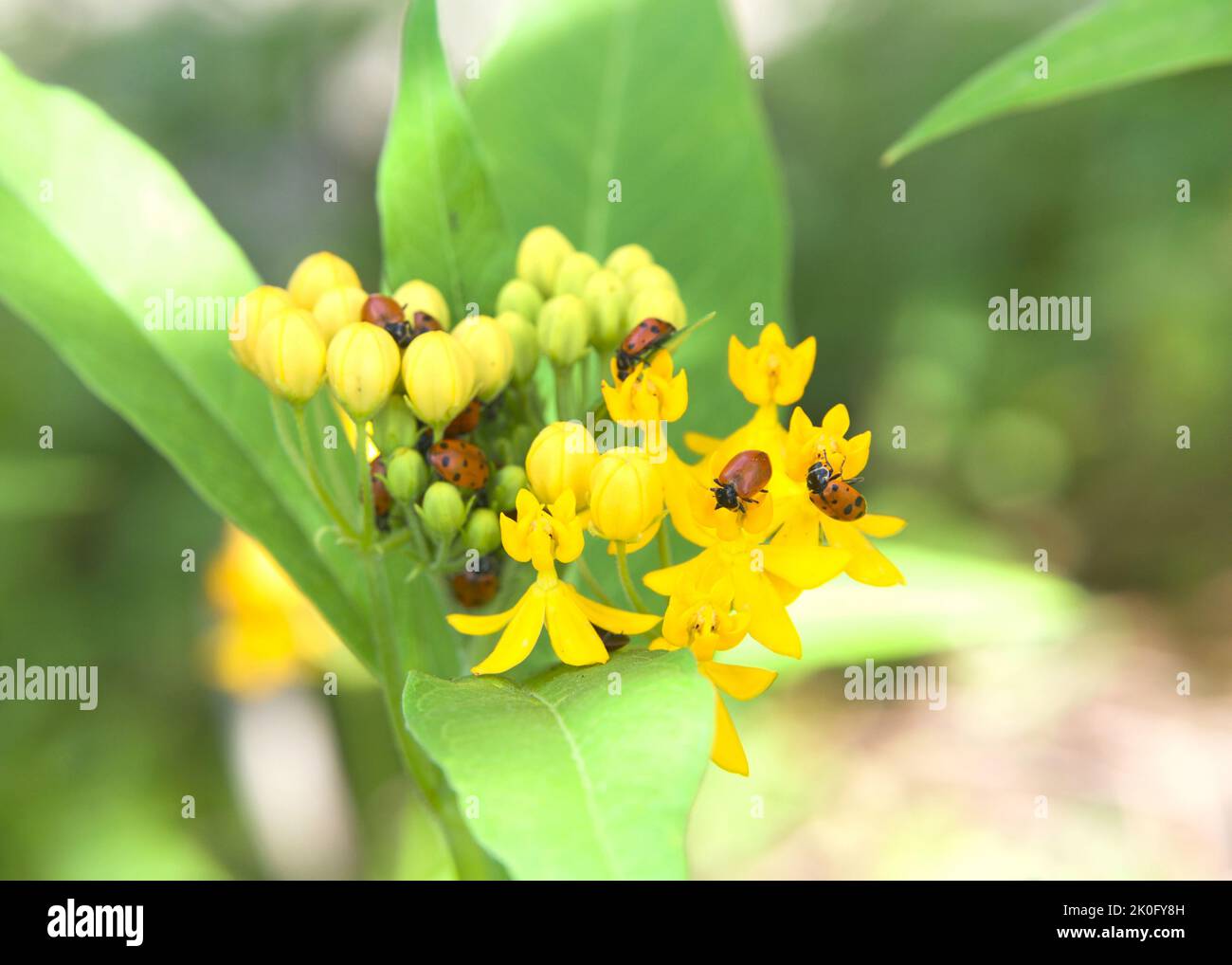 ladybugs sui fiori gialli dell'alga da latte, generalmente considerati insetti utili, perché molte specie preda su homopterans erbivori come afidi o scala Foto Stock