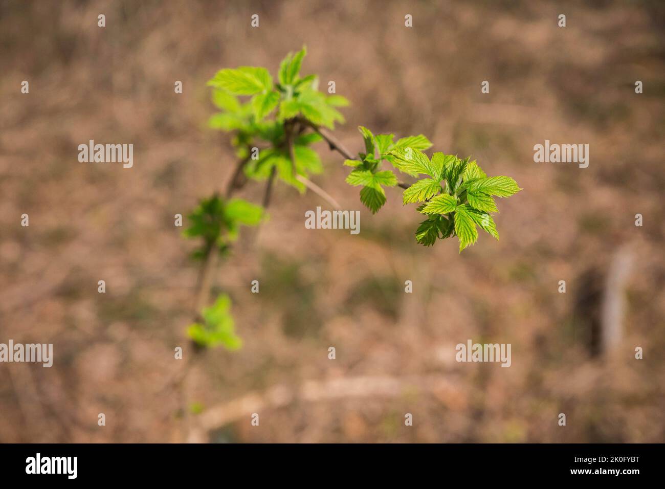 Germogli di lamponi selvatici nella foresta. Spazio per il testo Foto Stock