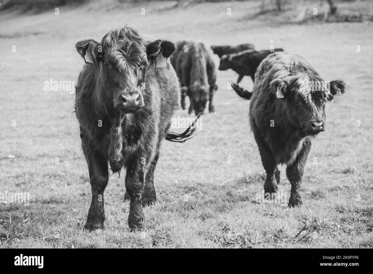 Belle mucche a capelli lunghi pascolano su un pascolo in Danimarca Foto Stock