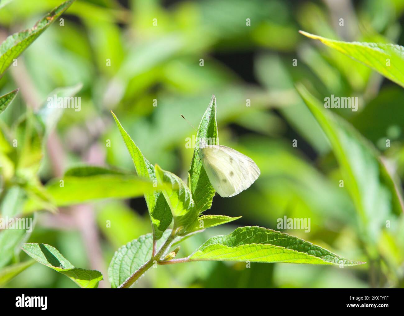 Pieris rapae farfalla, più comunemente noto come un piccolo cavolo bianco o semplicemente come bianco farfalla. Riferito a come 'importato verme di cavolo' farfalla. P Foto Stock