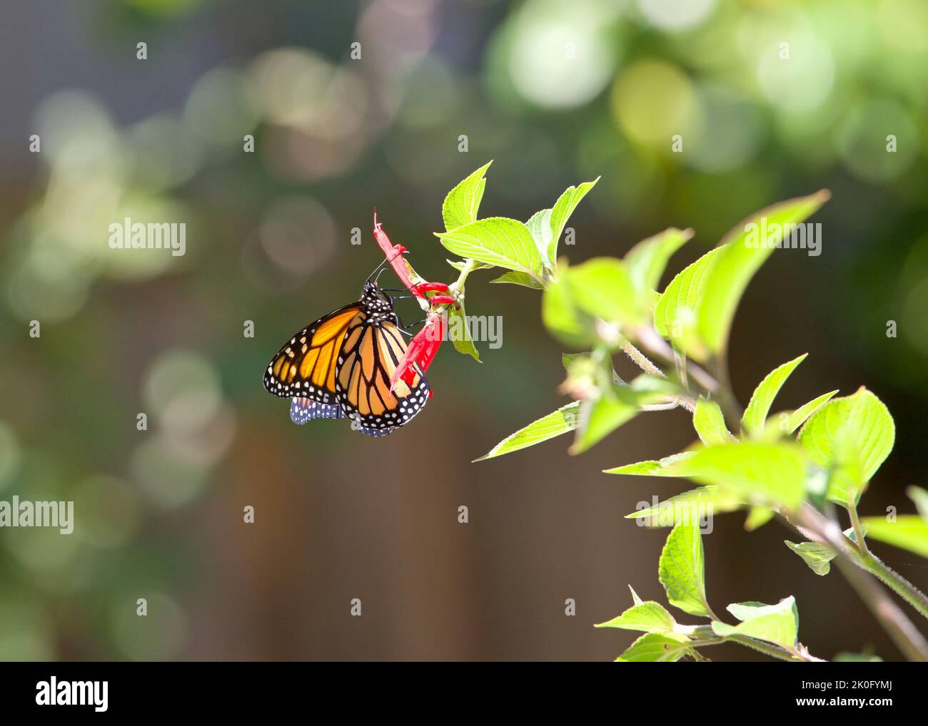 Primo piano una farfalla Monarch bere nettare da lungo pineappe rosso fiori di salvia, profondità di campo poco profonda. Foto Stock