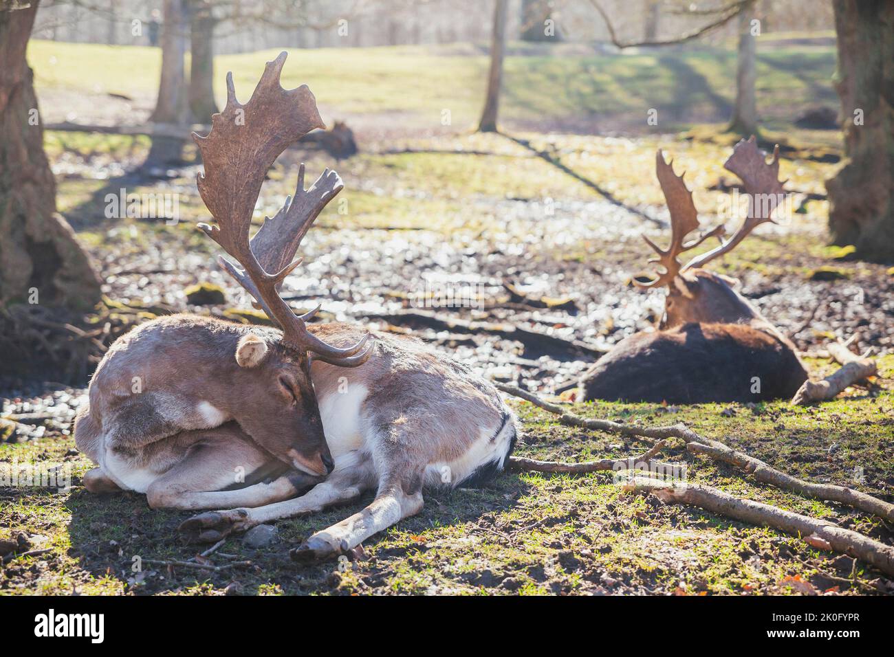Allevamento di cervi nella foresta primaverile in Danimarca Foto Stock