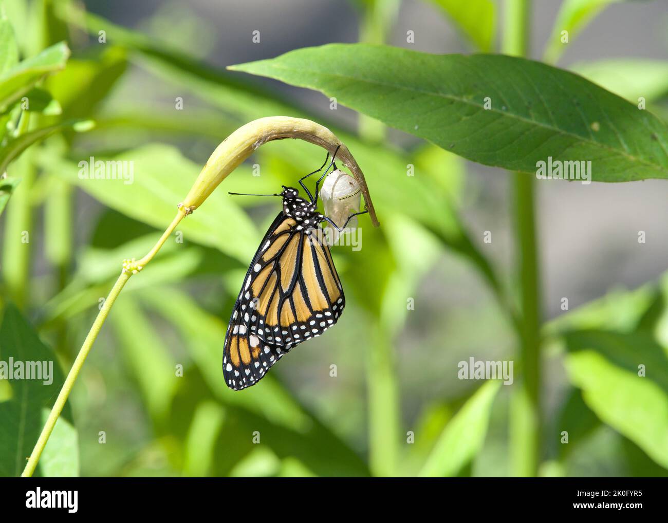 Primo piano di una Monarch Butterfly recentemente emergente appeso capovolto dal suo chrysalis su fissato ad un baccello di seme di alga. Foto Stock