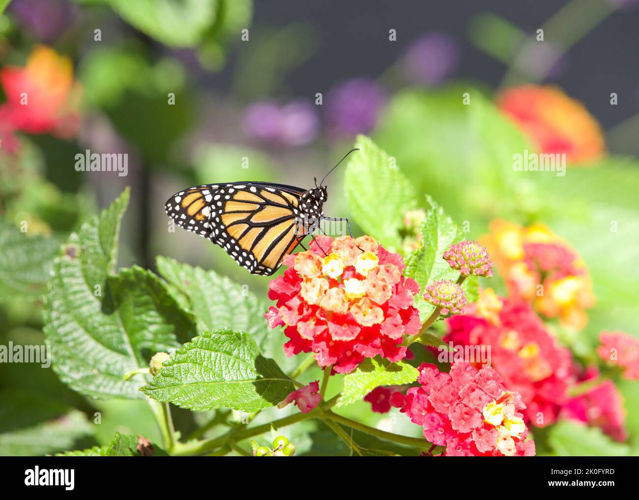 Farfalla monarca su fiori rosa, arancio e giallo lantana, vista profilo Foto Stock