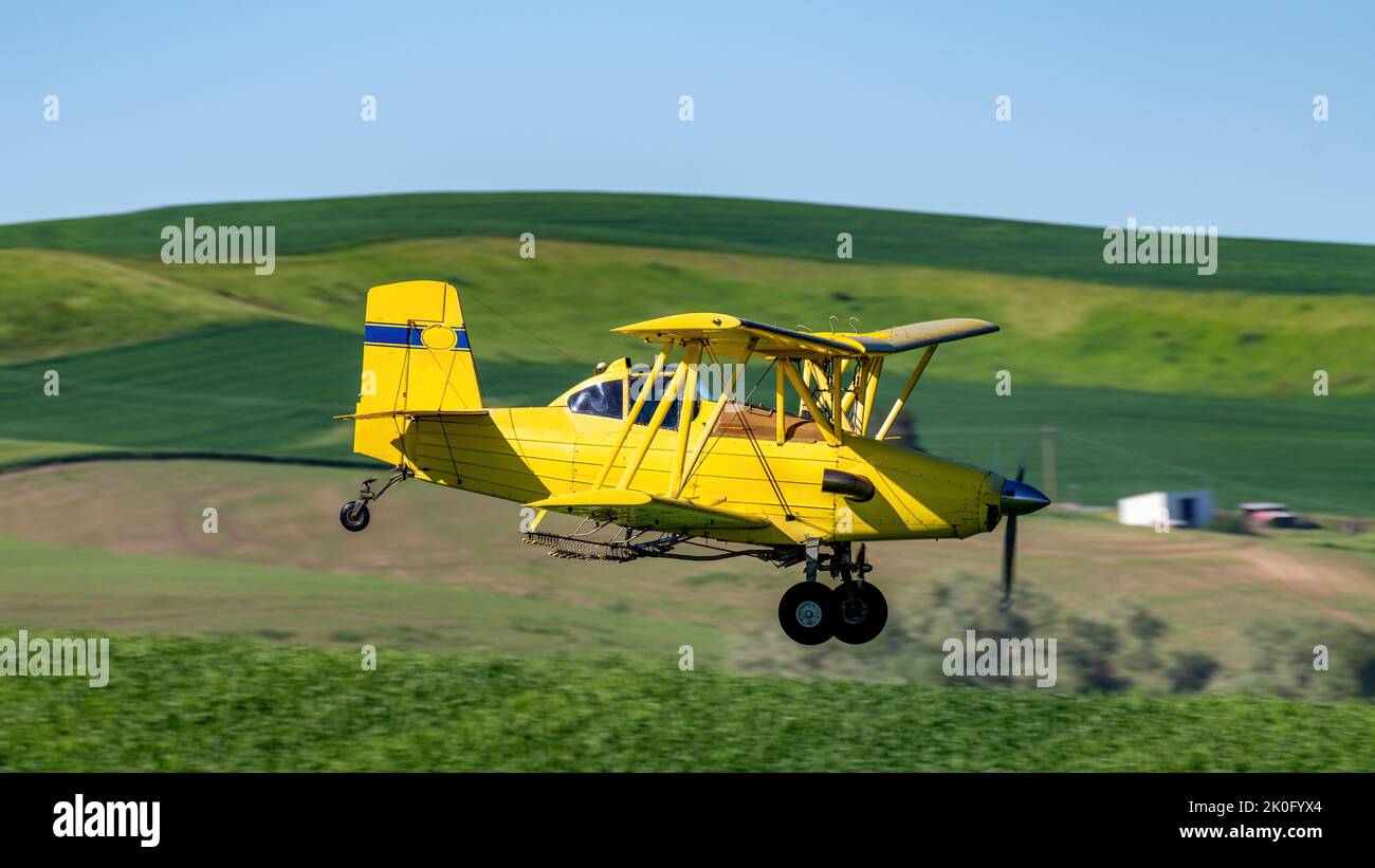 Campi di grano verde del Palouse con un raccolto giallo polvere Foto Stock