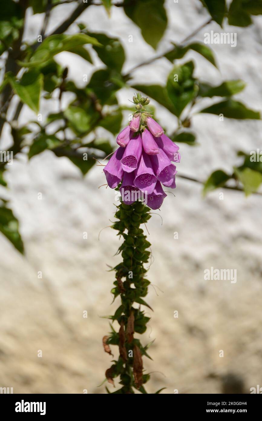 Fingerhut-Digitalis purpurpurea-Blume-Violet Foto Stock