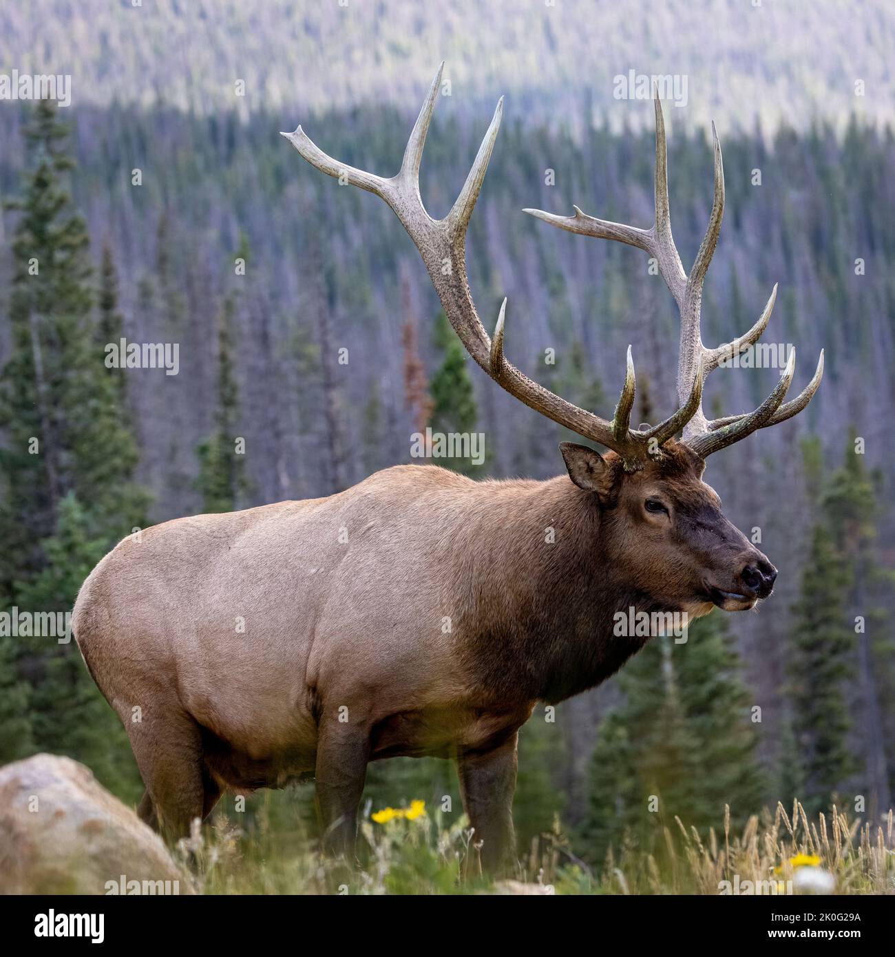 Bull Elk (Cervus canadensis nelsoni) a piedi in cerca di harem durante la caduta solca Parco Nazionale delle Montagne Rocciose, Colorado, USA Foto Stock