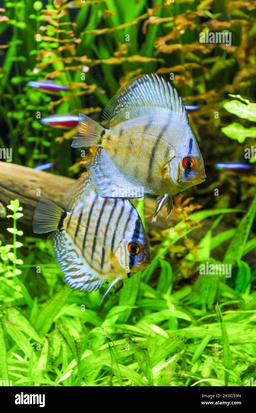 Pesci Discus in acquario con piante sfocate sullo sfondo. Foto Stock