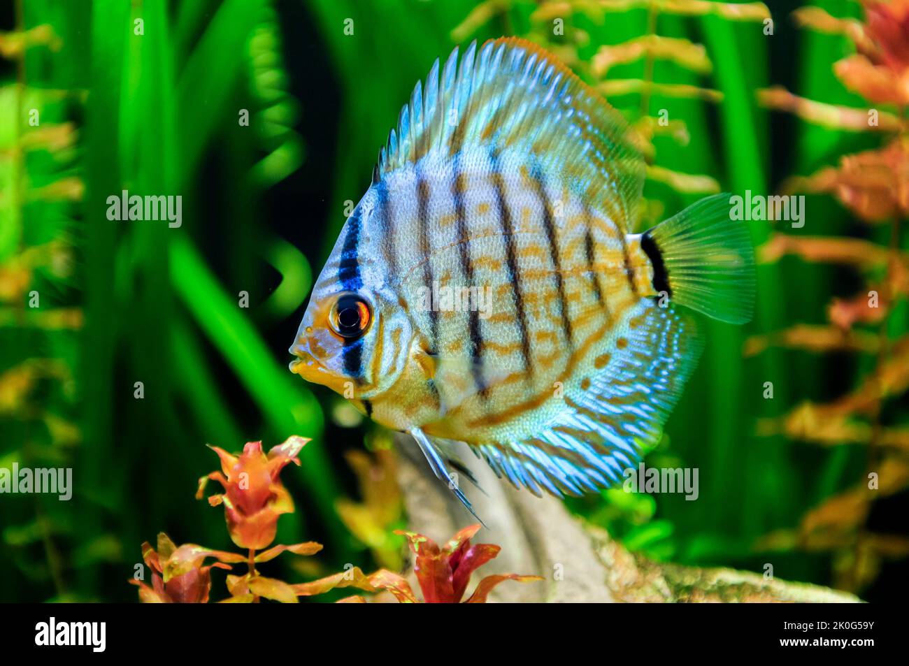 Pesci Discus in acquario con piante sfocate sullo sfondo. Foto Stock
