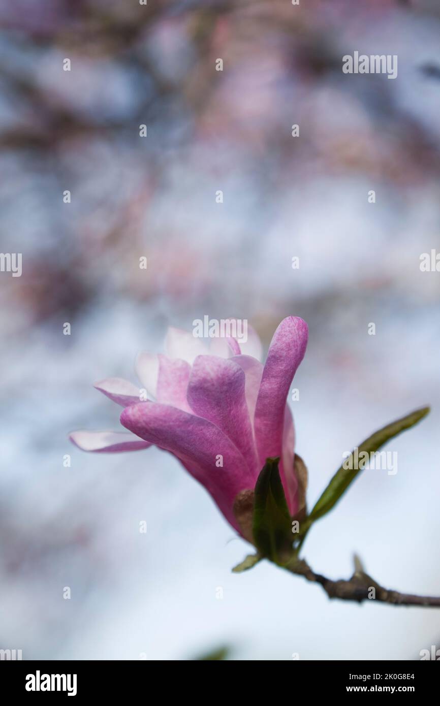 Magnolia fiore 'fascino rosa' in primavera. Foto Stock