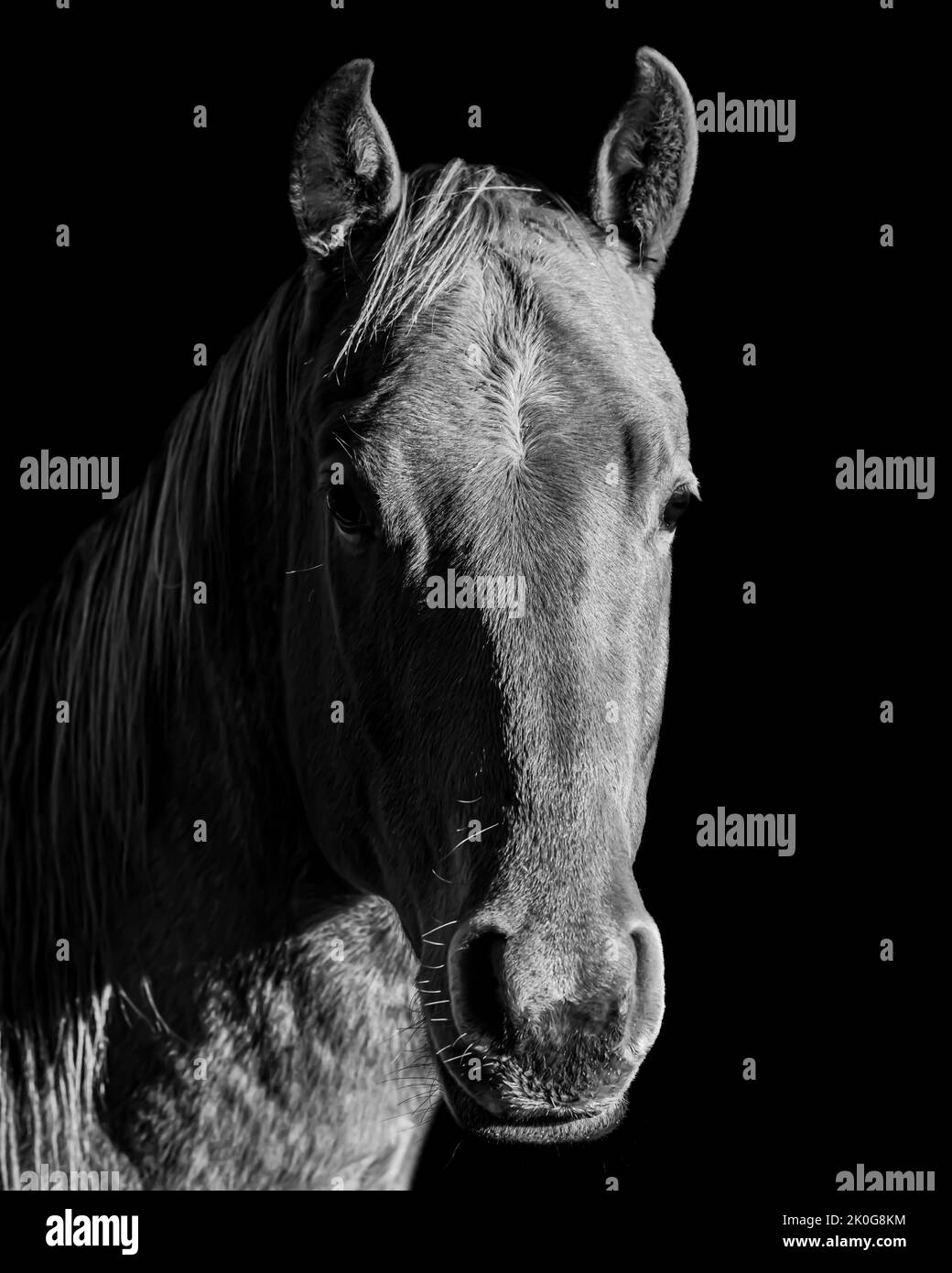 Immagine in bianco e nero di un cavallo Foto Stock