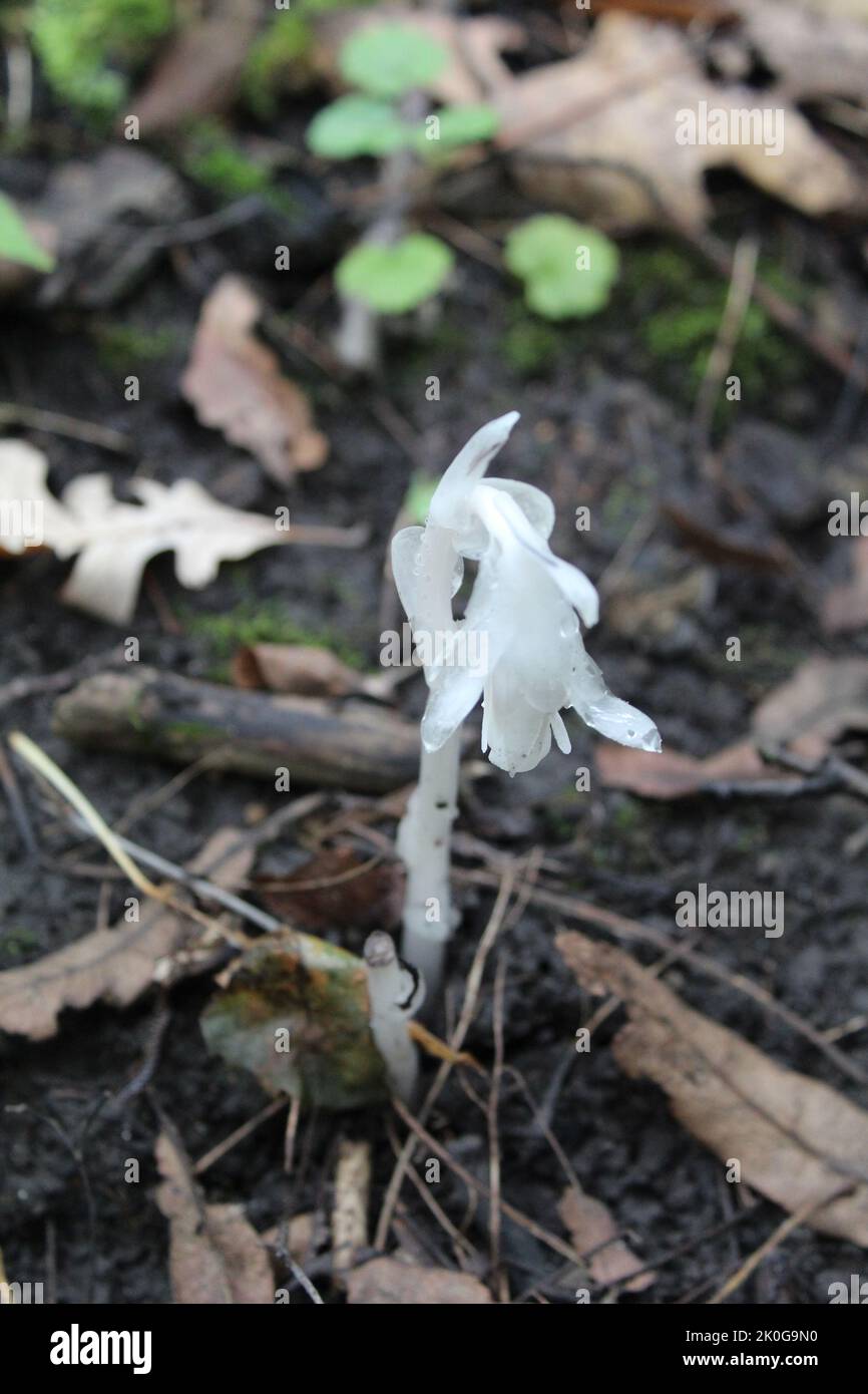 Ghost Pipe wildflower, una pianta senza clorofilla, a Camp Ground Road Woods a Des Plaines Foto Stock