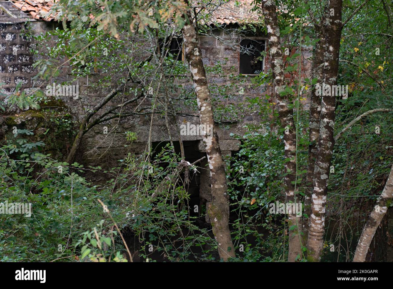 Posti abbandonati sulla foresta. Alberi e vecchie case nel bosco. Perso nel bosco. Vecchia casa. Foto Stock