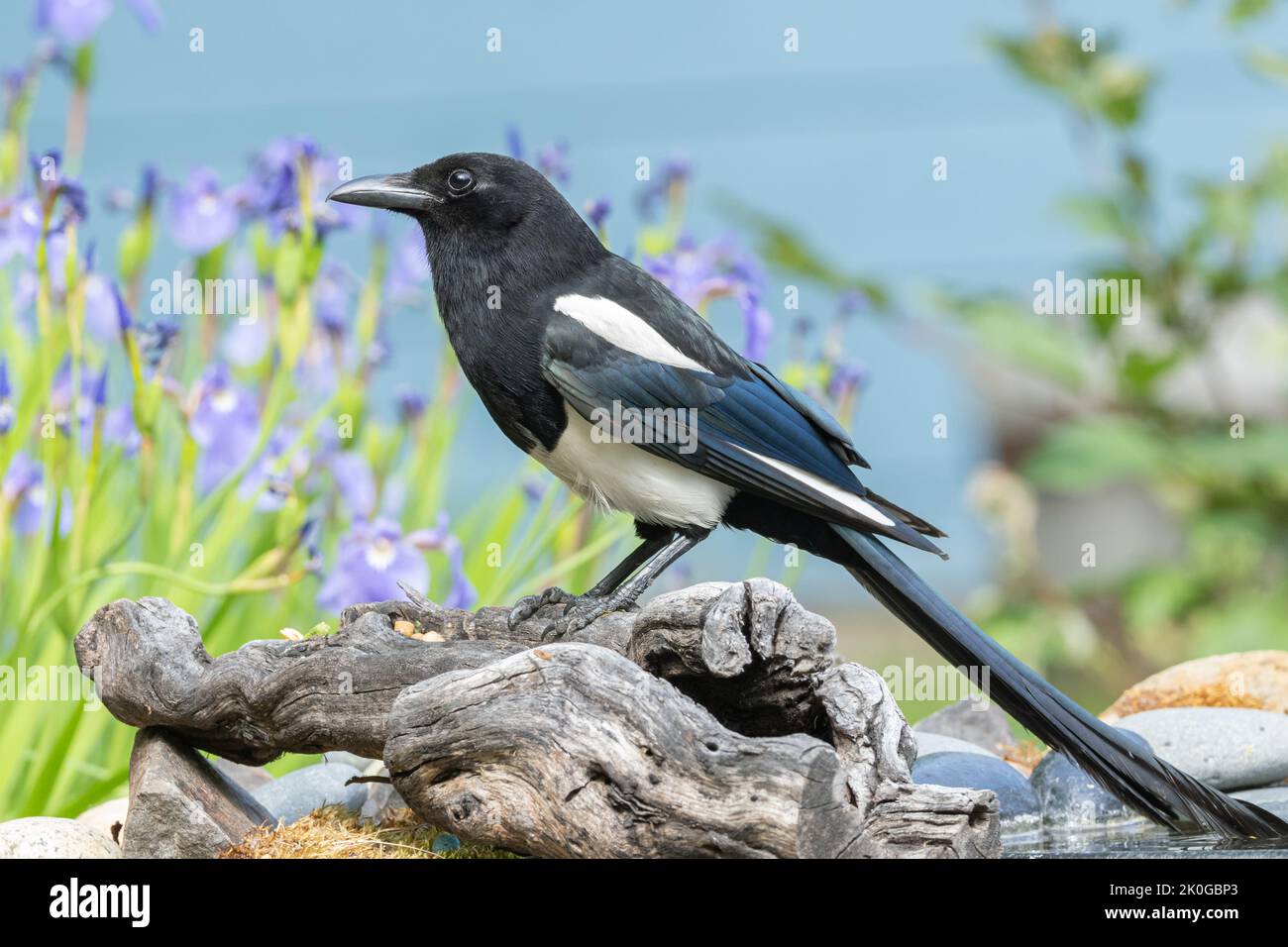 Un closeup di Magpie Eurasian in Alaska Foto Stock