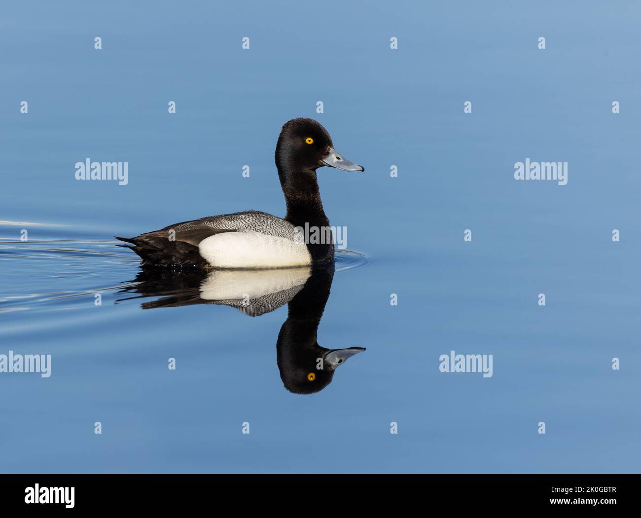 Maschio minore Scaup in Alaska Foto Stock