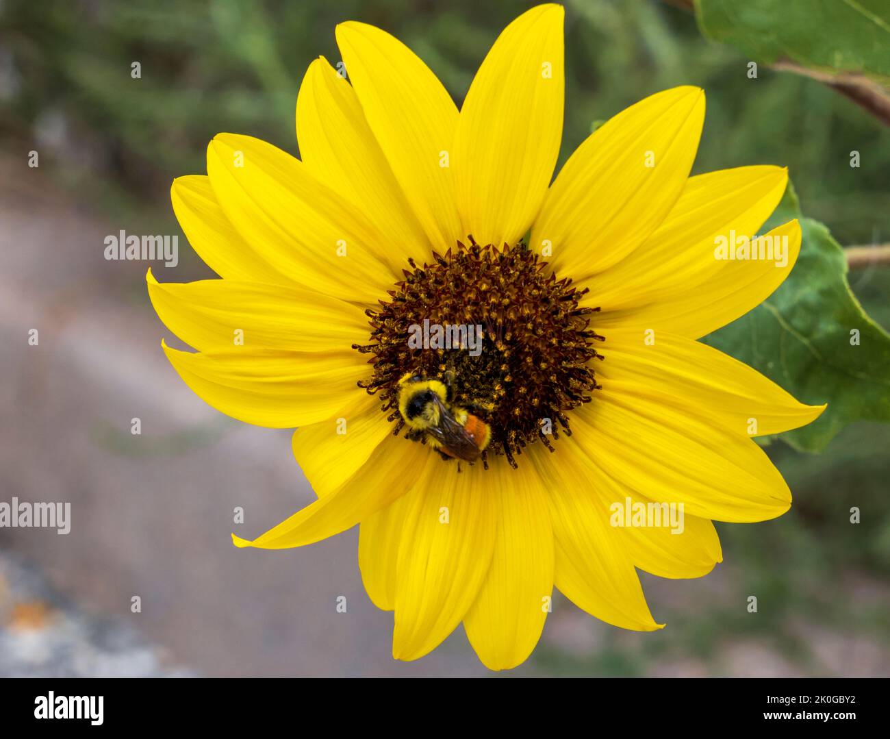Una macro fotografia di un piccolo insetto come si trova su un grande petalo di un girasole selvatico Foto Stock