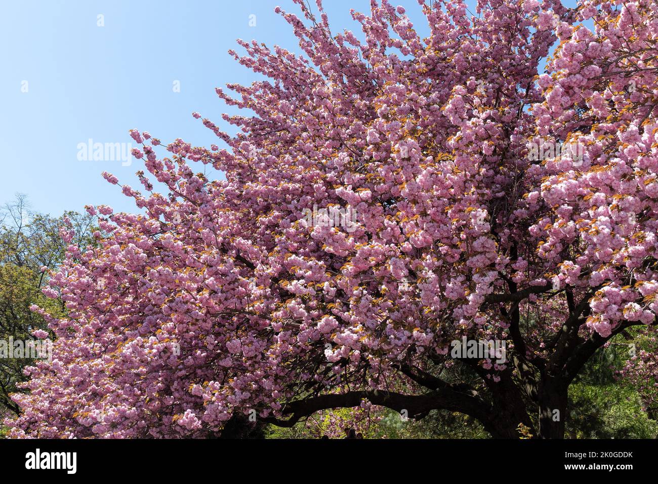 Alberi in fiore nel Giardino Botanico nella stagione primaverile. Giorno di sole e natura Foto Stock