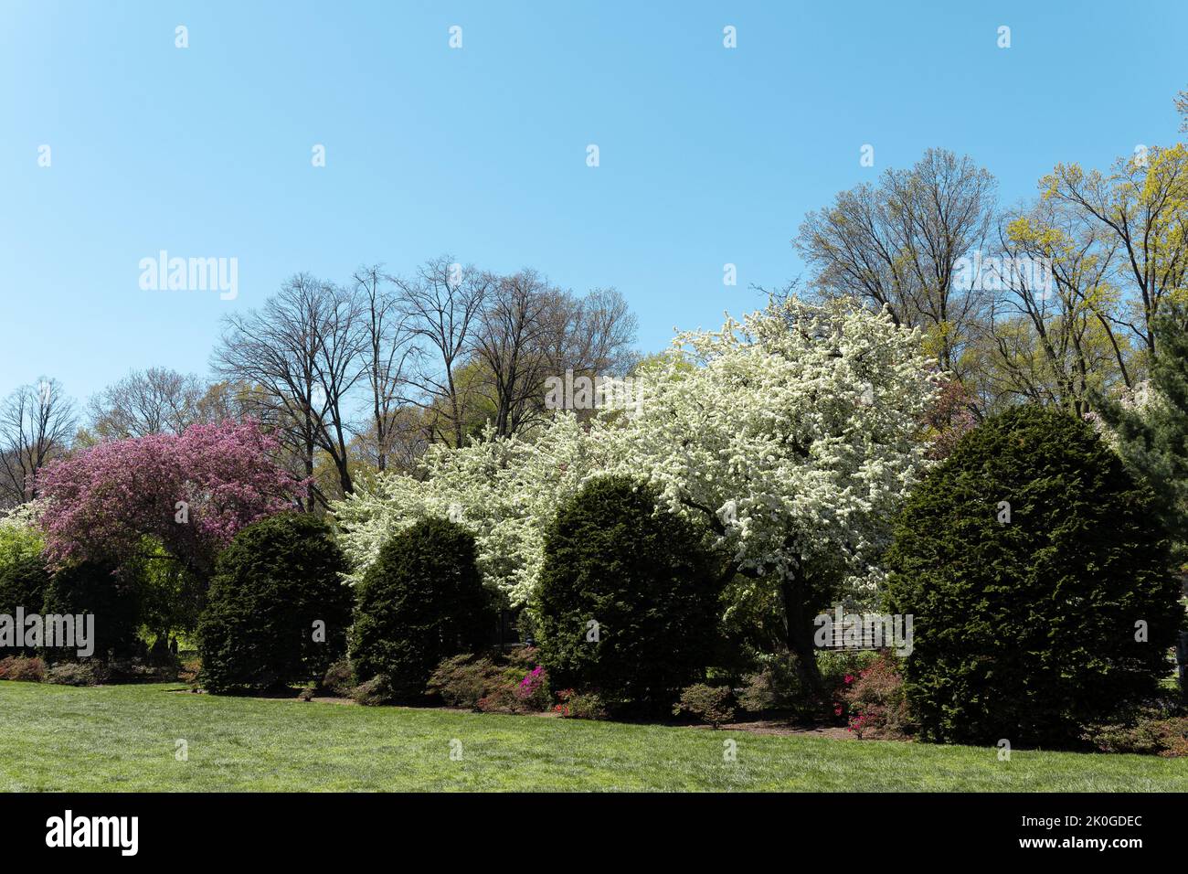 Alberi in fiore nel Giardino Botanico nella stagione primaverile. Giorno di sole e natura Foto Stock