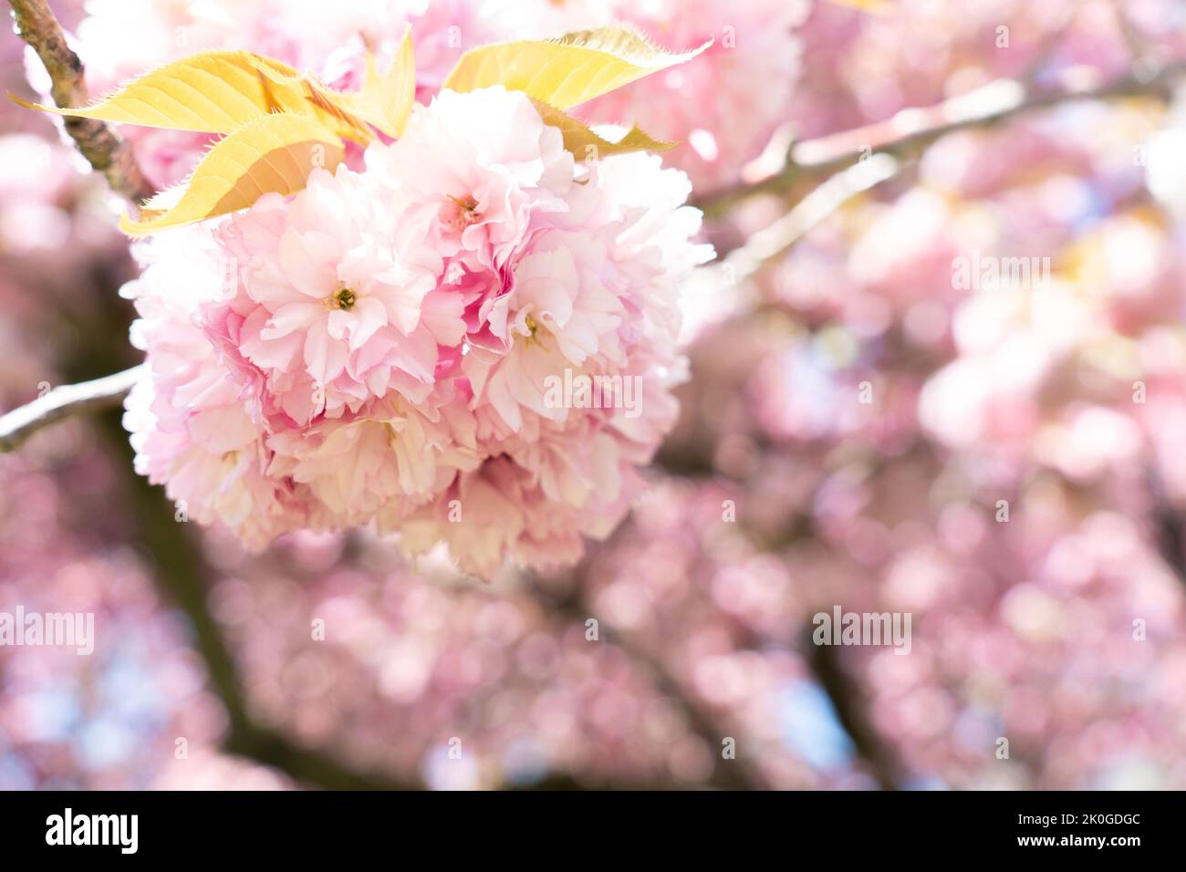 Primo piano di fiori di ciliegio rosa in una giornata di sole in primavera. Foto Stock