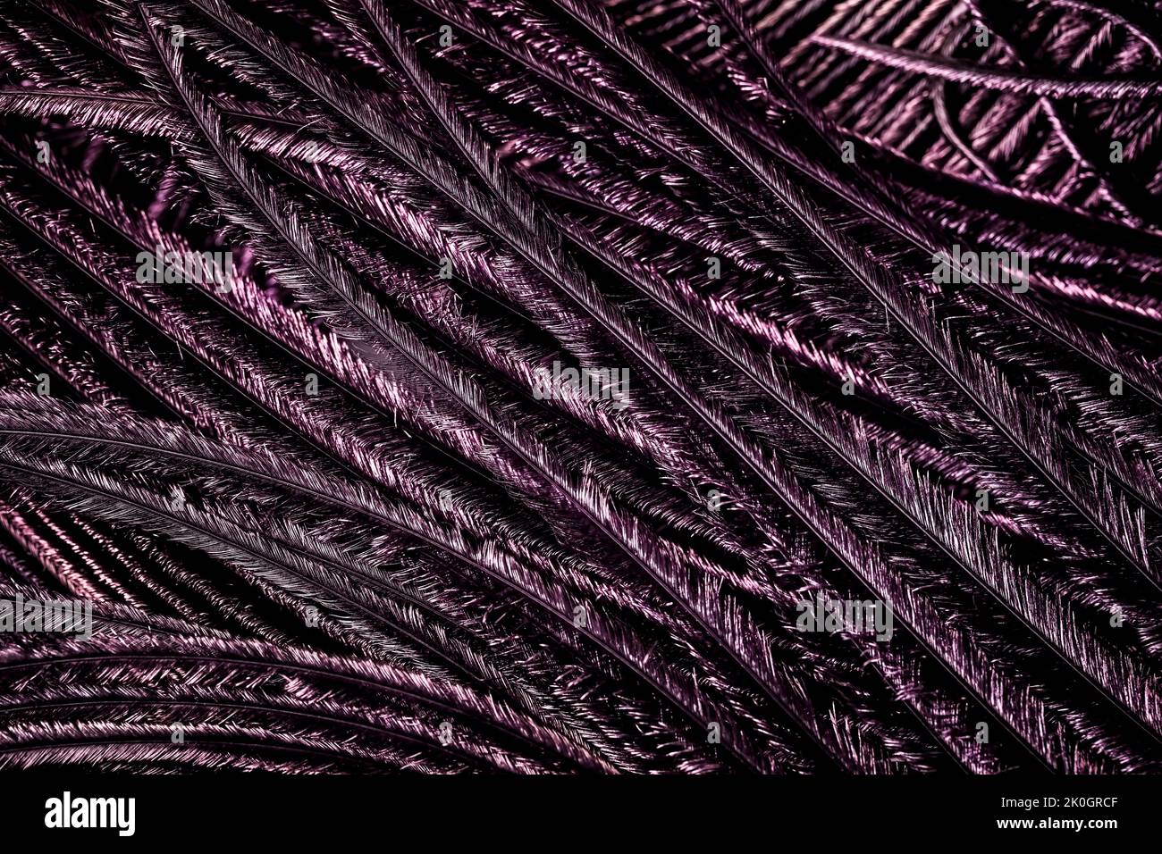 Bello viola colore uccello piuma senza cuciture linee astratte lucido modello struttura naturale concetto di sfondo, bello concetto di contrasto di colore. Foto Stock