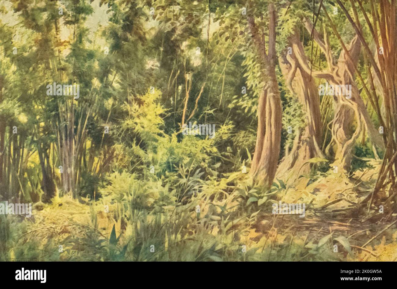 Jungle at Delanchoon dal libro ' Burma ' dipinto e descritto da Kelly, R. Talbot (Robert Talbot), 1861-1934 Data di pubblicazione 1905 Editore Londra : Adam e Charles Black Foto Stock