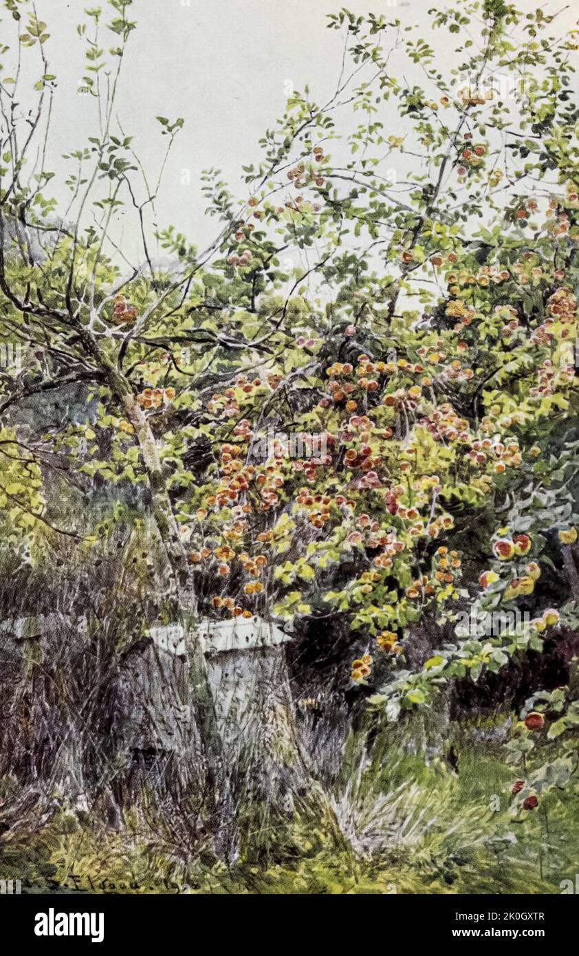 Apple Trees from the Charming Garden di Dion Clayton Calthrop (1878–1937) autore inglese, illustratore pubblicato nel 1910 Foto Stock