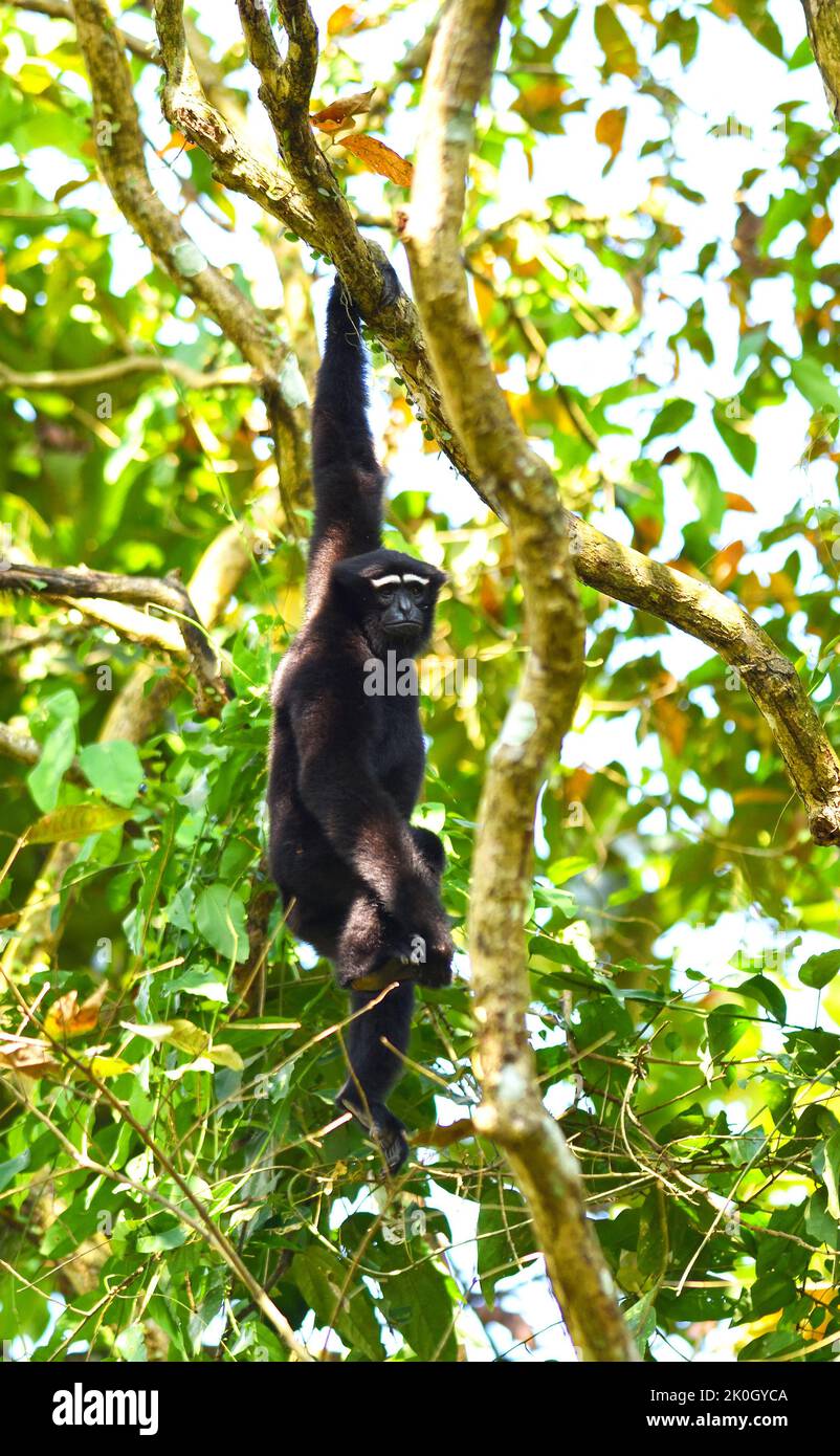 Hoolock Gibbon appeso a un ramo Foto Stock