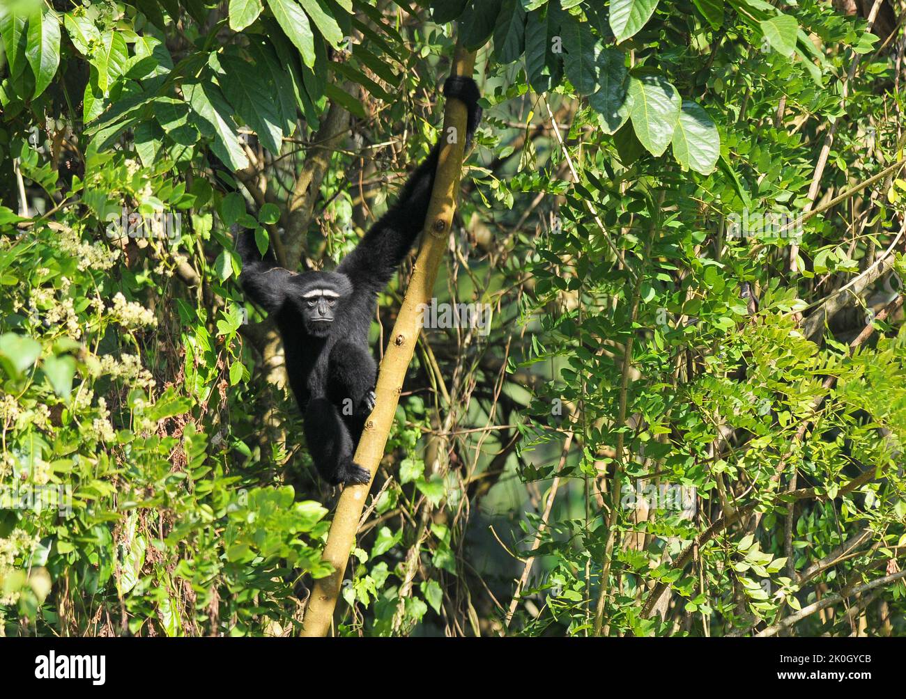 Hoolock Gibbon guardando la fotocamera Foto Stock