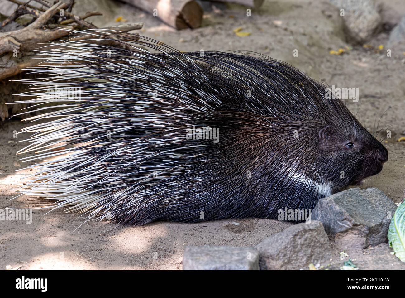 Roditore di porcupina con cappotto di spine affilate o quills per i predatori proteggere. Foto Stock
