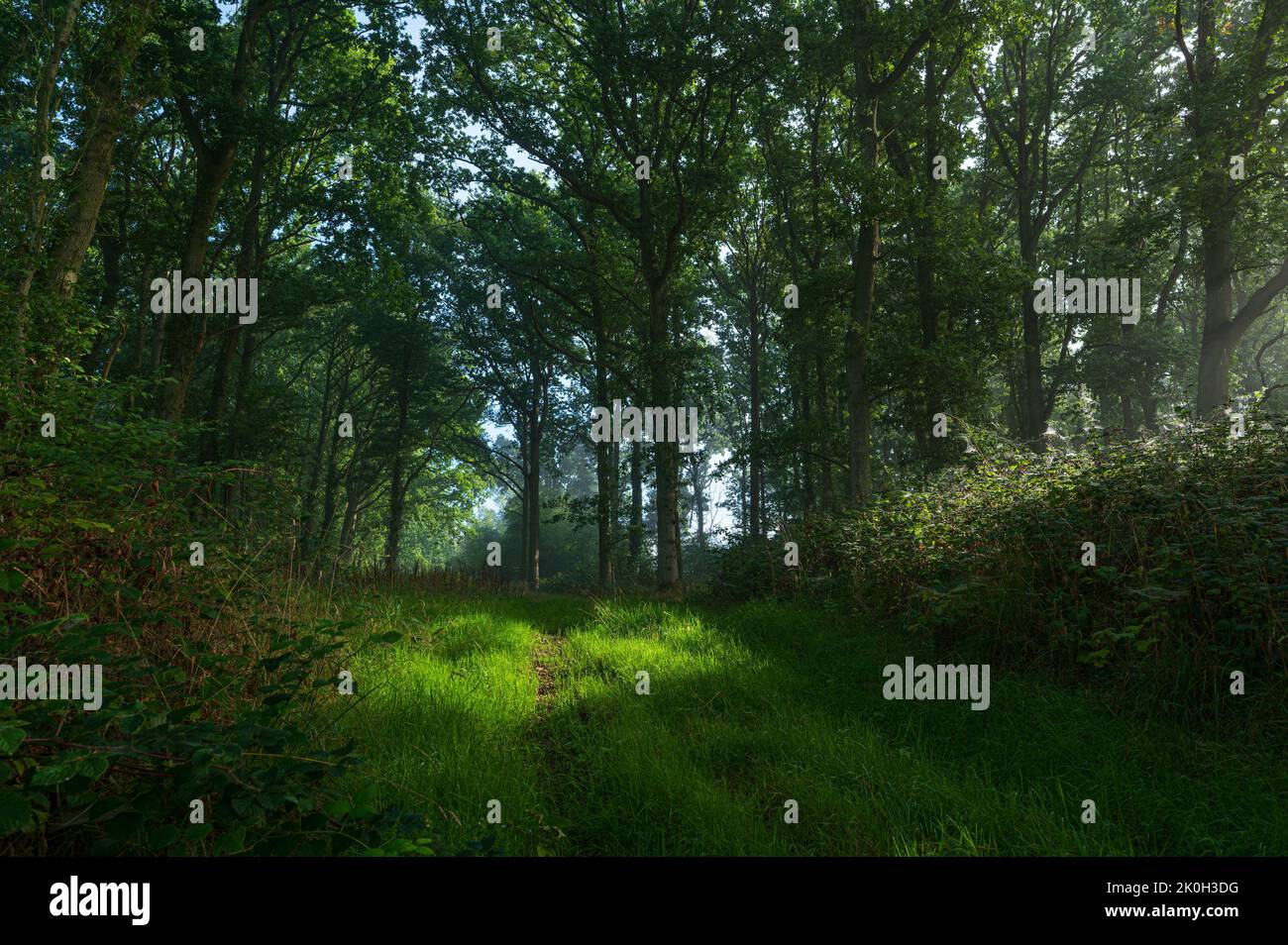 Earlky mattina alba scena boschiva nel Nord Norfolk, Regno Unito Foto Stock