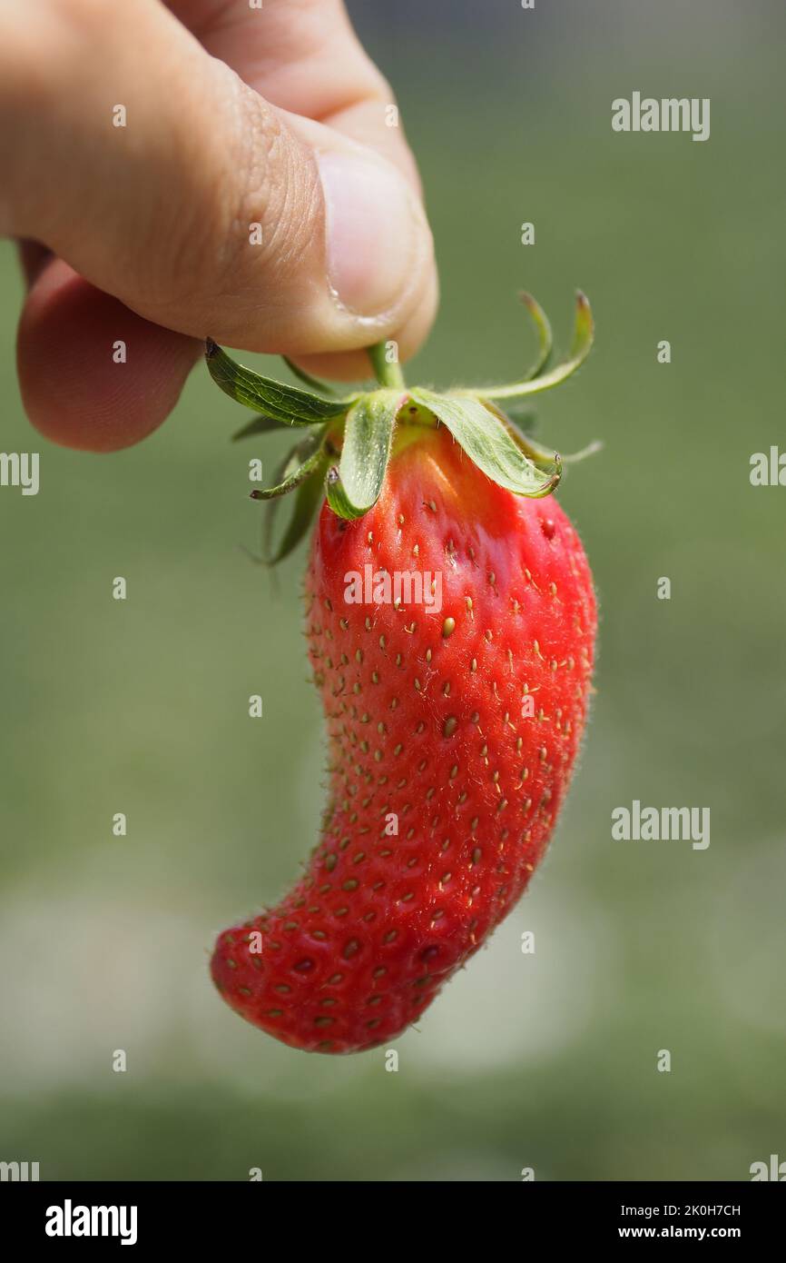 Un colpo verticale di persona che tiene la fragola Foto Stock