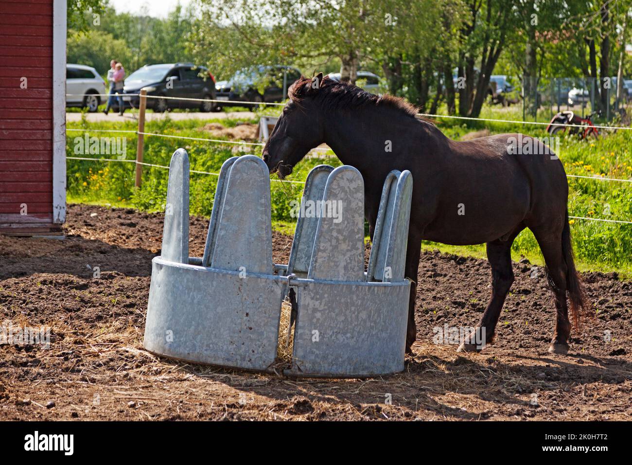 Umea, Norrland Svezia - 11 giugno 2022: Cavallo che mangia foraggio da uno strano cilindro Foto Stock