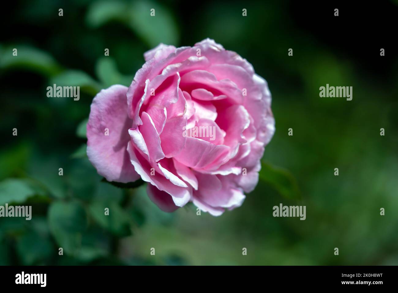 Primo piano delicato Soeur Emmanuelle petali di rosa come sfondo naturale Foto Stock