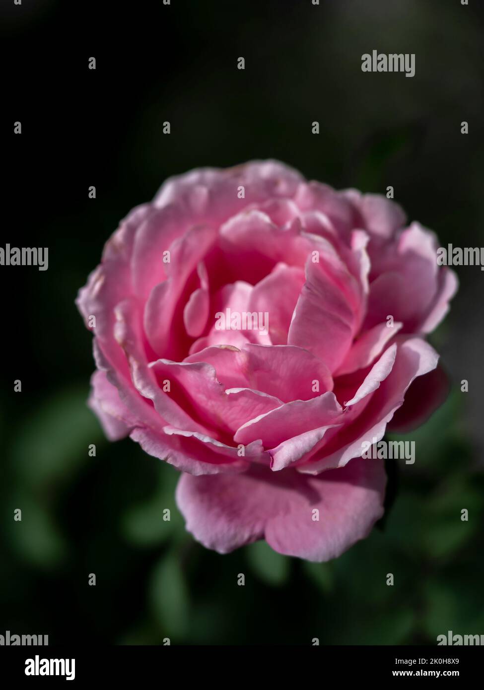 Forma e colori di Soeur Emmanuelle rosa che fioriscono in climi tropicali Foto Stock