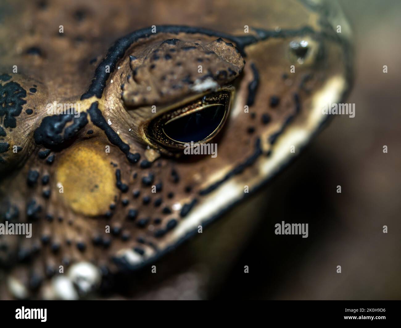 Primo piano del volto di un toad Bufo melanostictus Foto Stock
