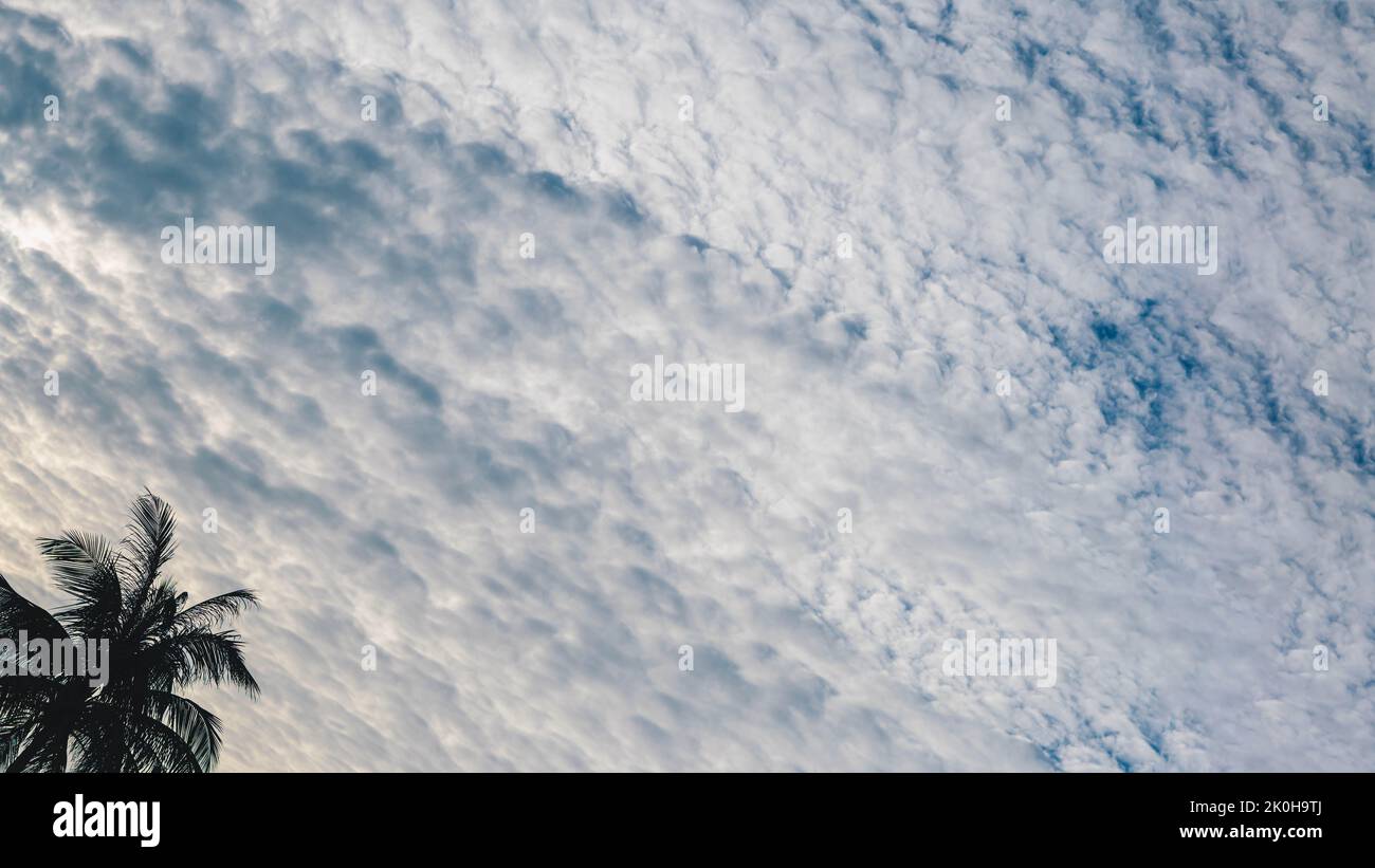 BANNER atmosfera panorama bianco nuvola cielo da solo palma tropicale sfondo estate tenerezza libertà Foto Stock