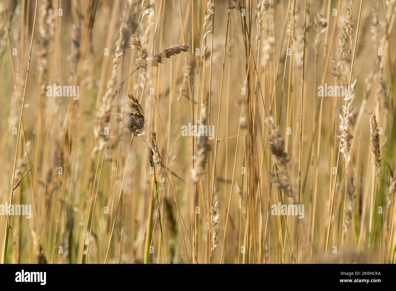 Erba alta fusto verticale vicino, erba secca con fiori e semi Foto Stock