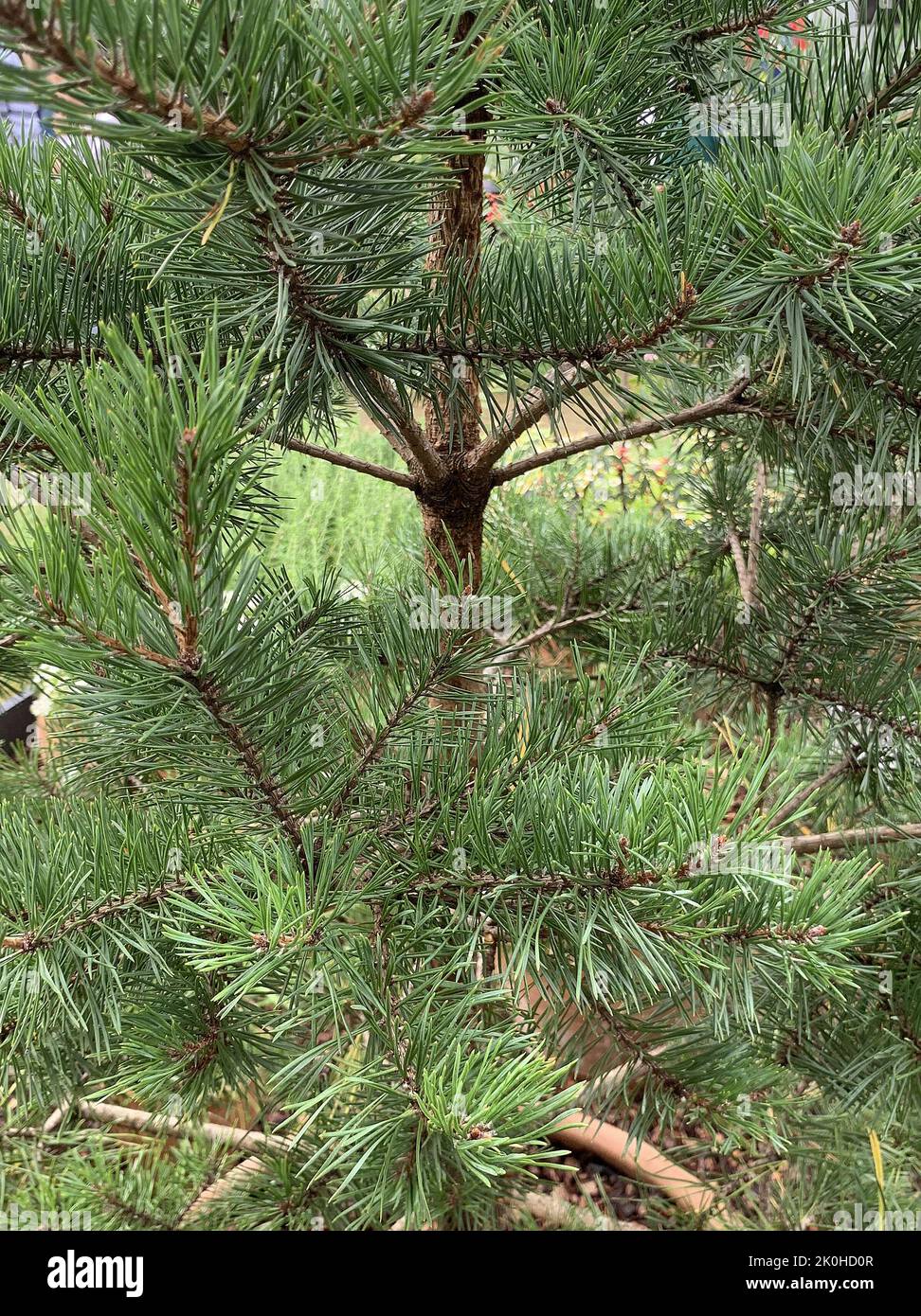 Primo piano di un giovane pino scozzese Pinus sylvestris visto nel giardino nel Regno Unito a fine estate. Foto Stock