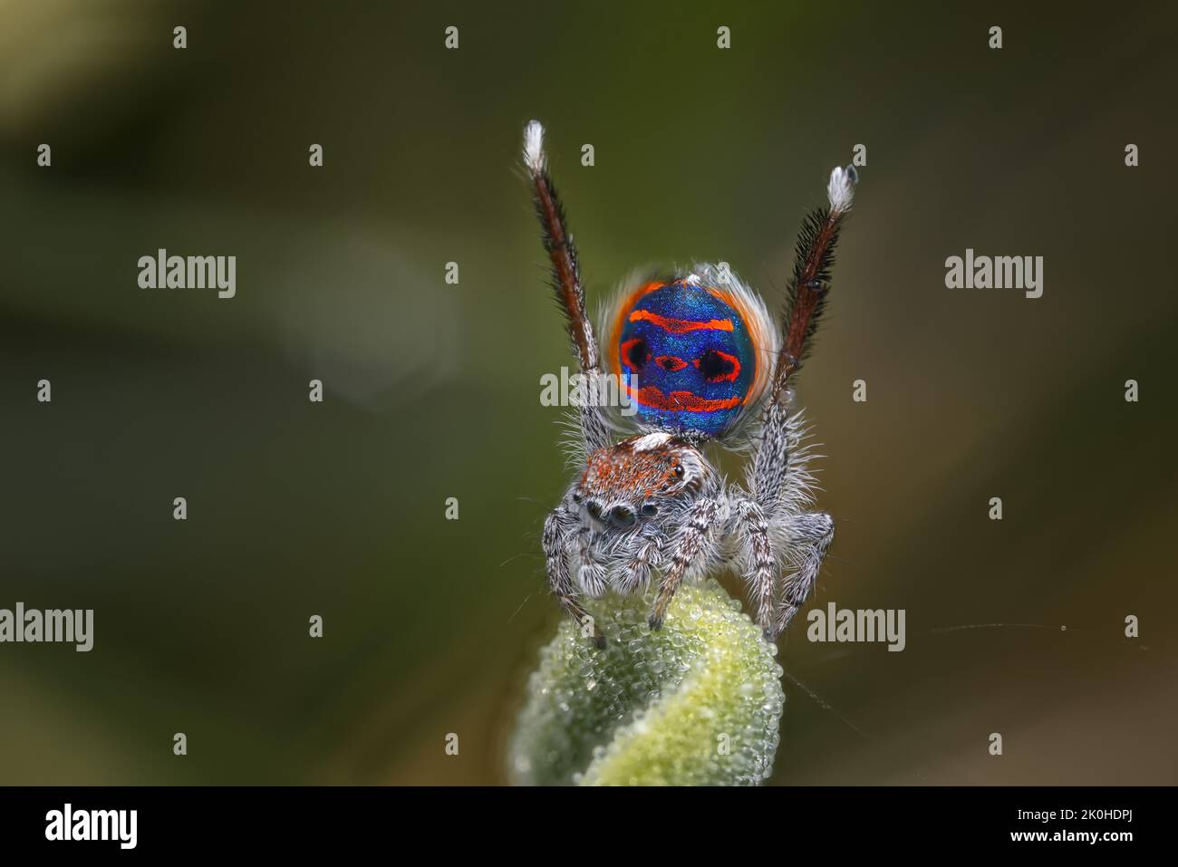 Spider Peacock maschio (Maratus speciosus) che mostra per un ragno femmina Foto Stock
