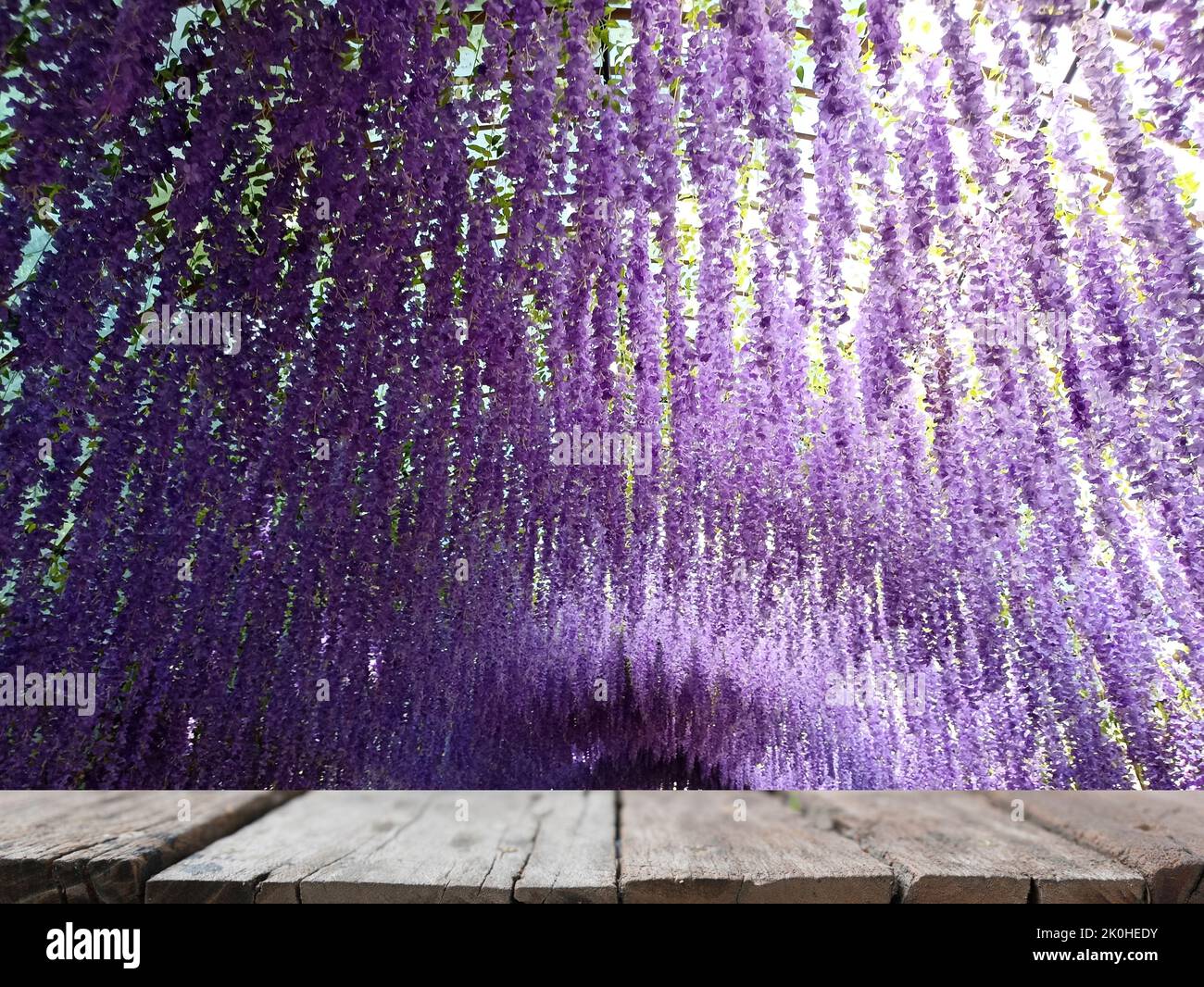 tunnel di fiori viola con tavolo in legno per espositore Foto Stock