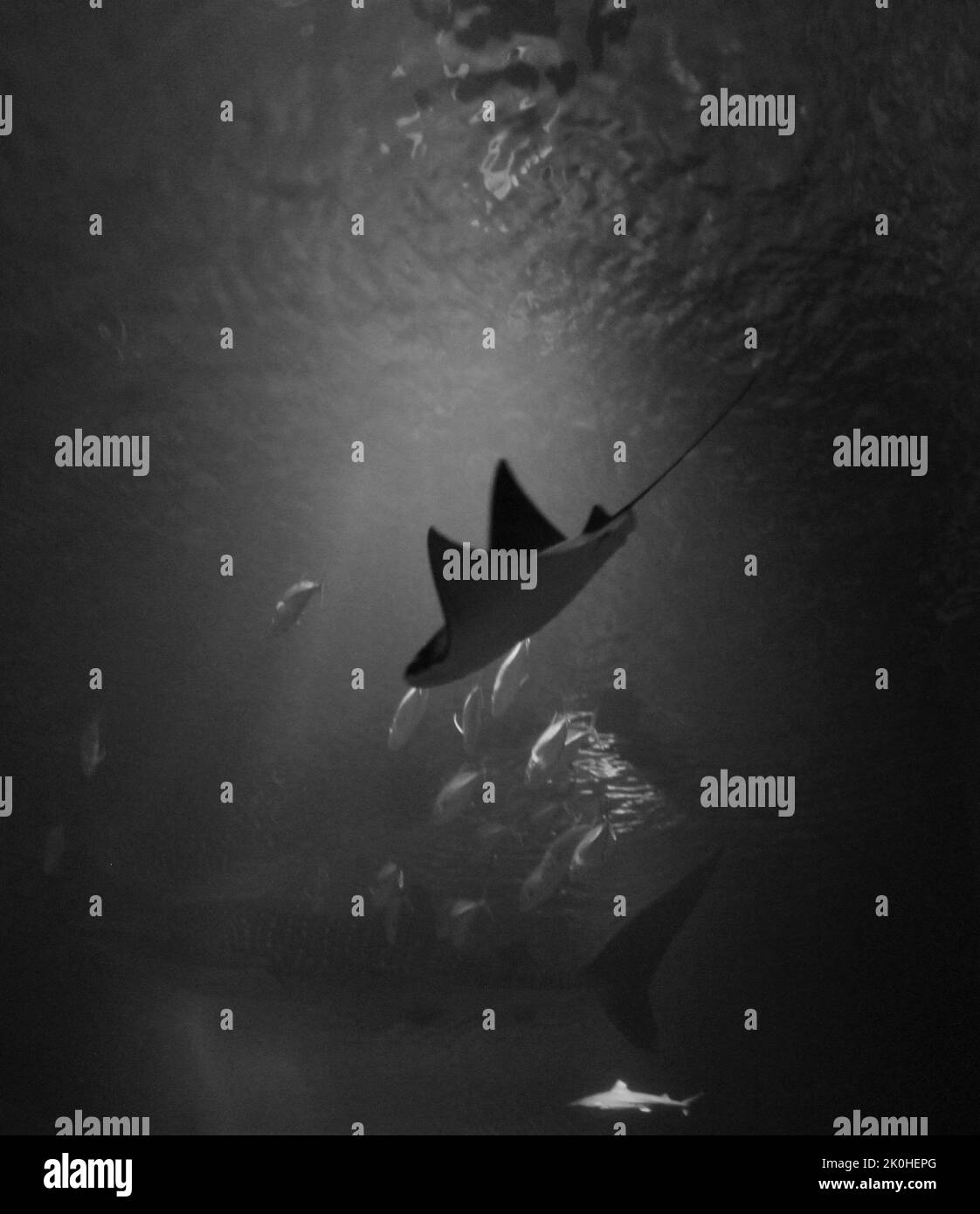 Uno scatto in scala di grigi di uno squalo balena all'interno dell'acquario Foto Stock