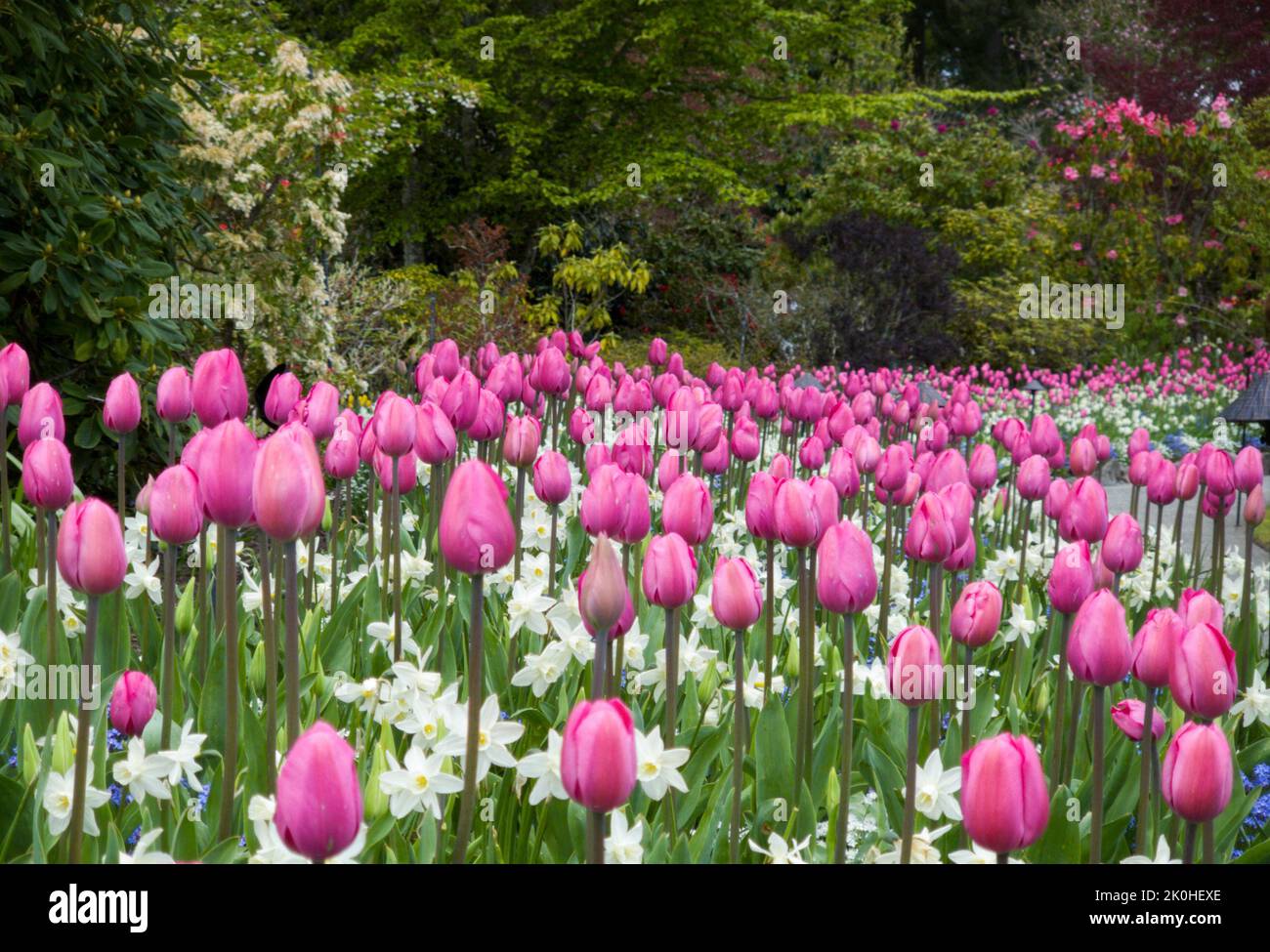 Un bel campo pieno di tulipani fiorenti e fiori dimenticare-me-non Foto Stock