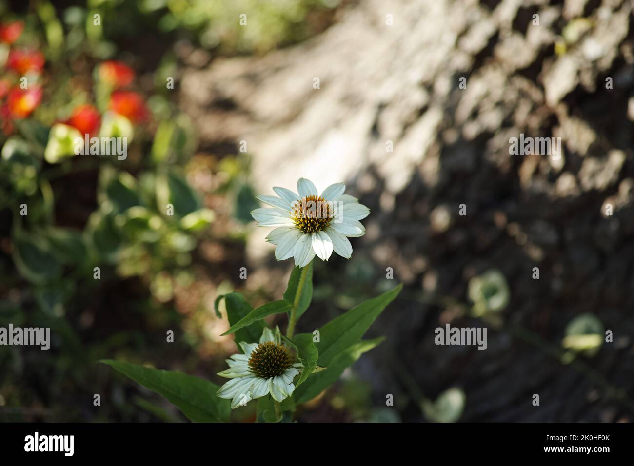 Fiori bianchi fioriscono in un giardino, primo piano Foto Stock