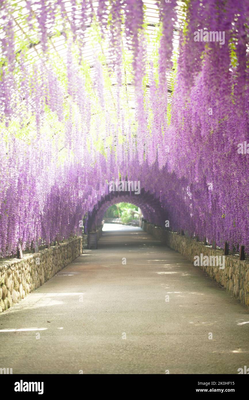 decorazione di un tunnel di fiori viola sospeso nel parco giardino Foto Stock