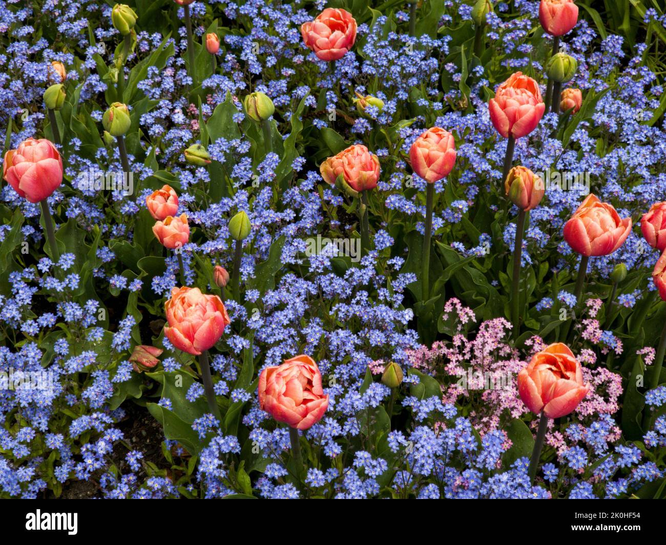 Un bel campo pieno di tulipani fiorenti e fiori dimenticare-me-non Foto Stock