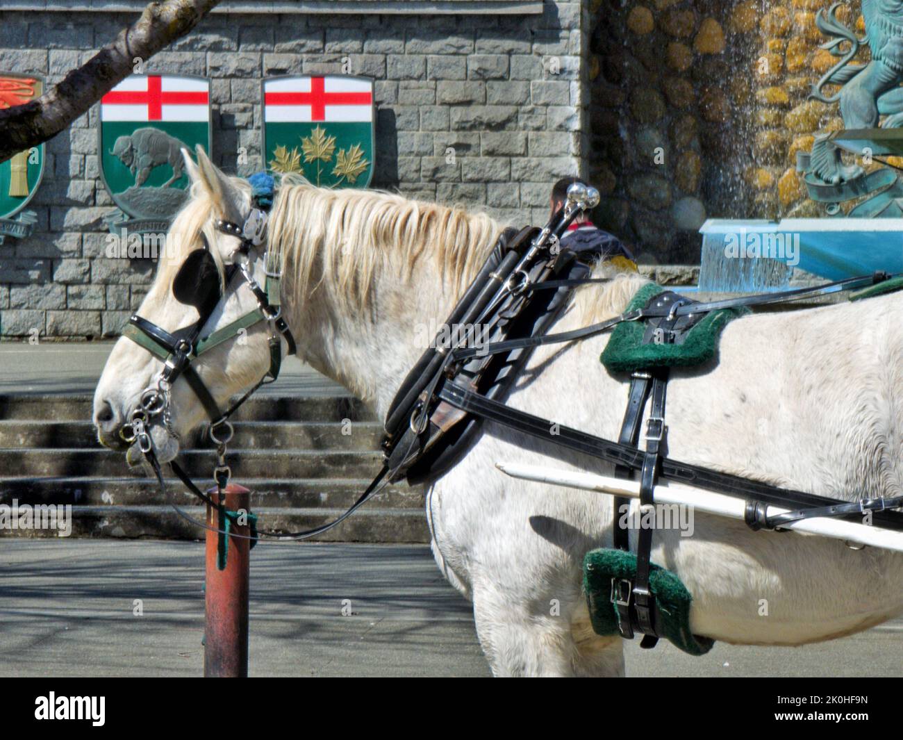 Vista ravvicinata di un cavallo che indossa dei bui davanti alla parete della fontana della confederazione Foto Stock