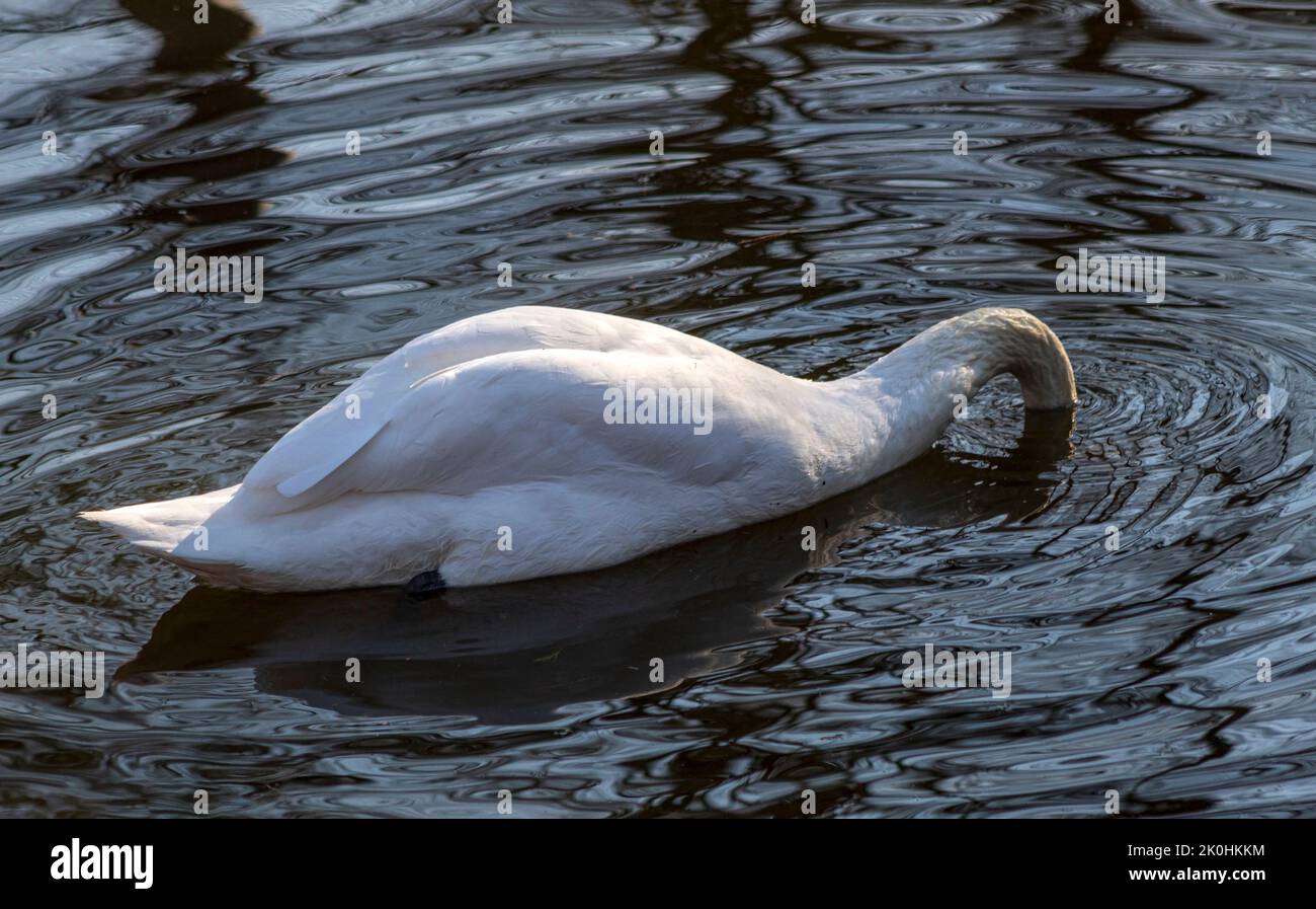 Un cigno bianco con la testa in acqua Foto Stock