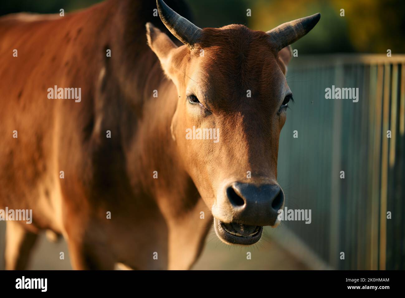 Un primo piano di un bovino marrone si trova accanto a una recinzione metallica con sfondo sfocato Foto Stock